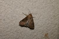 Agrotis bigramma