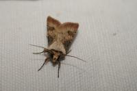 Agrotis puta