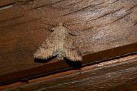 Anarta trifolii