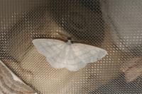 Cabera pusaria