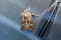Calophasia lunula