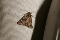 Calophasia lunula