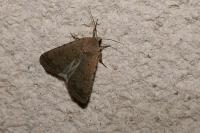 Caradrina clavipalpis