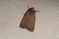 Caradrina flavirena