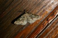 Cleorodes lichenaria