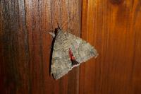 Catocala nupta