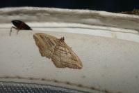 Costaconvexa polygrammata