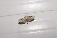 Eupithecia centaureata