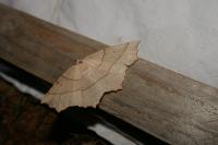 Gerinia honoraria