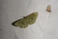 Hylaea fasciaria