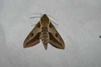 Hyles euphorbiae