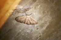 Idaea seriata