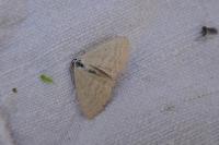 Scopula immutata