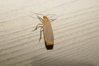 Katha depressa