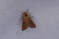 Mythimna albipuncta