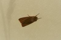 Mythimna pallens