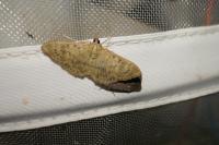Patania ruralis