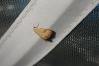 Rivula sericealis