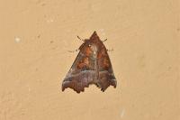 Scoliopteryx libatrix