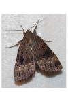 Amphipyra pyramidea