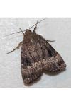 Amphipyra pyramidea