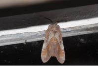Dendrolimus pini pini