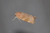 Noctua fimbriata