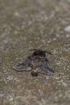 Thaumetopoea processionea