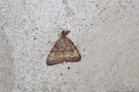 Lymantria dispar