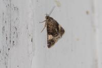 Tyta luctuosa
