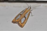 Catoptria pinella