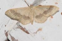 Idaea aversata