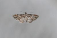 Gymnoscelis rufifasciata