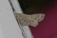 Cyclophora pendularia