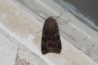 Noctua janthe/janthina