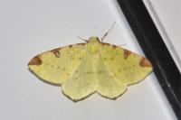Opisthograptis luteolata
