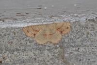 Cyclophora punctaria