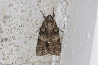 Acronicta rumicis