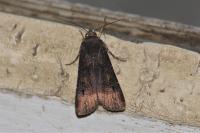 Agrotis ipsilon