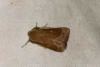 Lasiocampa trifolii trifolii