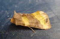 Diachrysia chrysitis