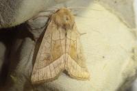 Hydraecia micacea