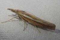 Agriphila tristella