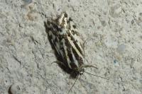 Emmelia trabealis