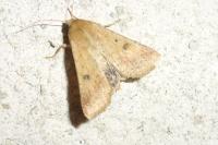 Helicoverpa armigera