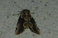 Thyatira batis