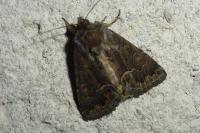 Thalpophila matura
