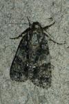 Acronicta rumicis