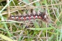 Acronicta rumicis