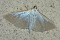 Palpita vitrealis